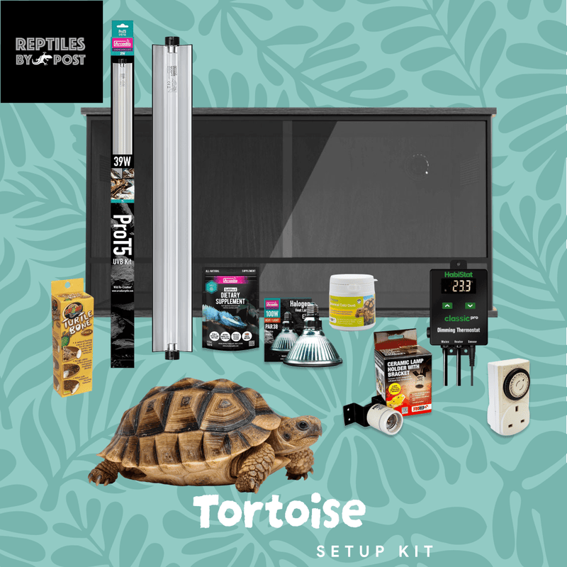 Complete Tortoise Setup - With 4ft x 2ft x 2ft Vivarium - Reptiles By Post