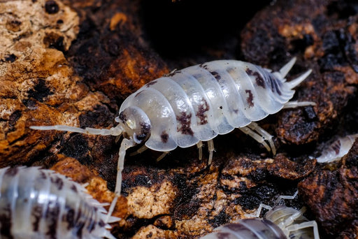 Dairy Cow Isopods - Reptiles By Post