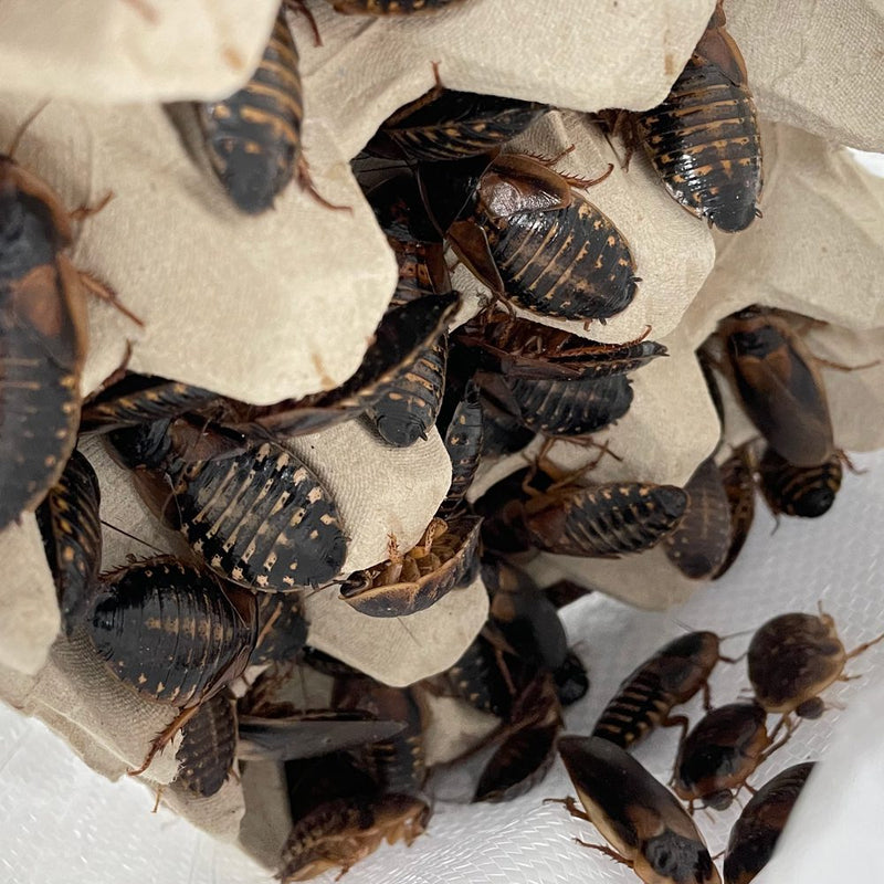 Dubia Cockroaches - Bulk Bags of 100 - Reptiles By Post