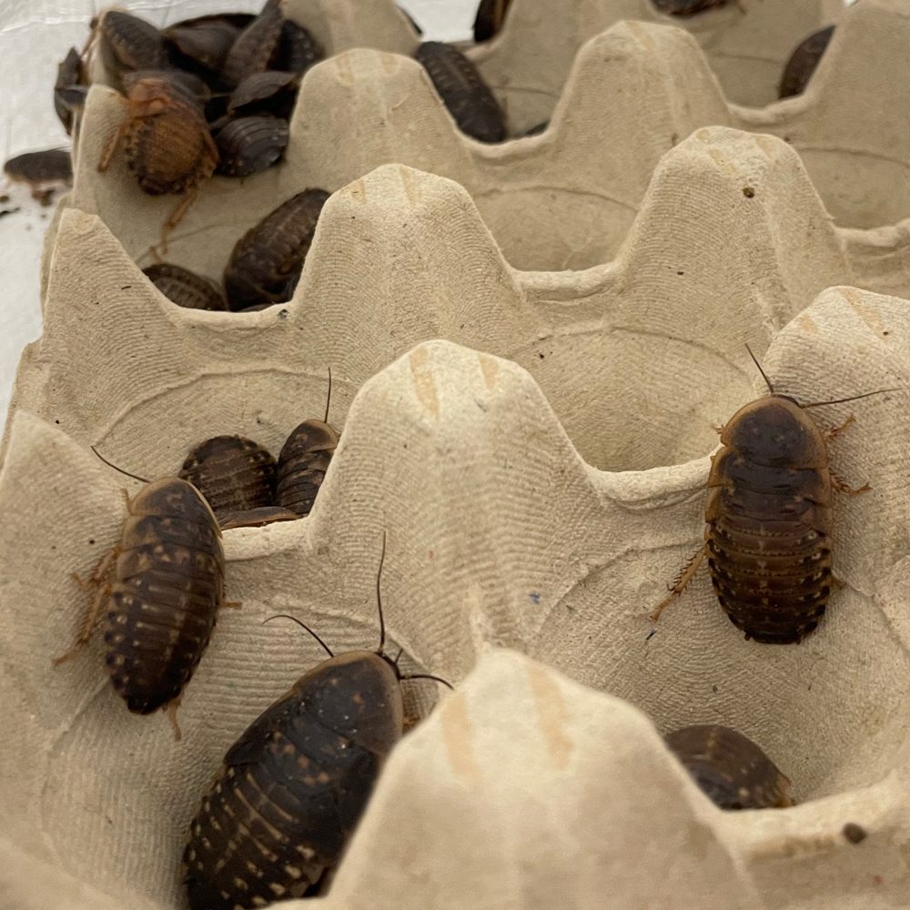 Cockroach Bag Dubia Cockroaches - Bulk Bags of 100 — Reptiles By Post