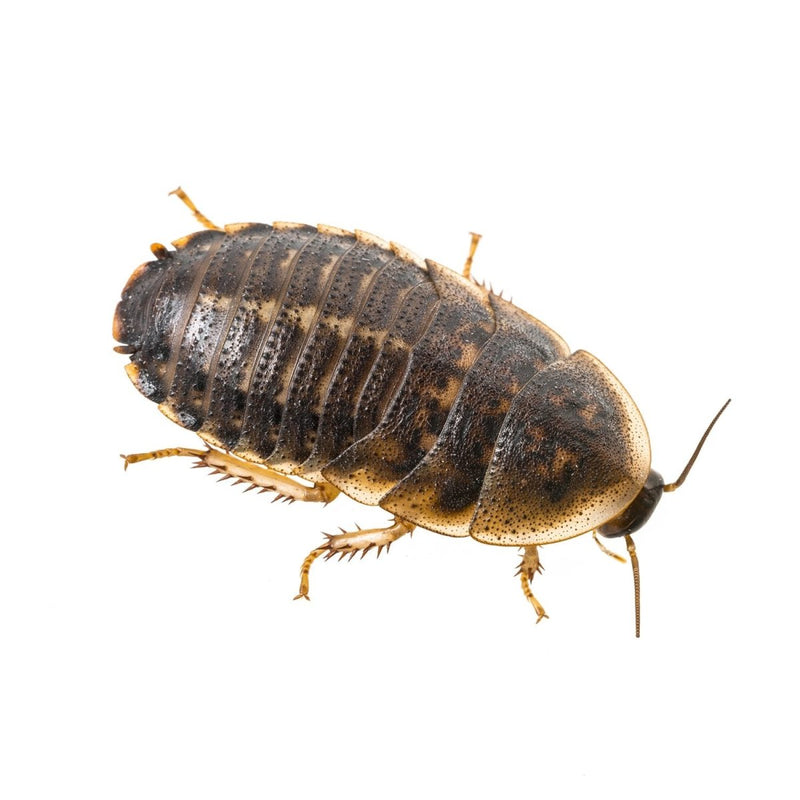 Dubia Cockroaches - Bulk Bags of 100 - Reptiles By Post
