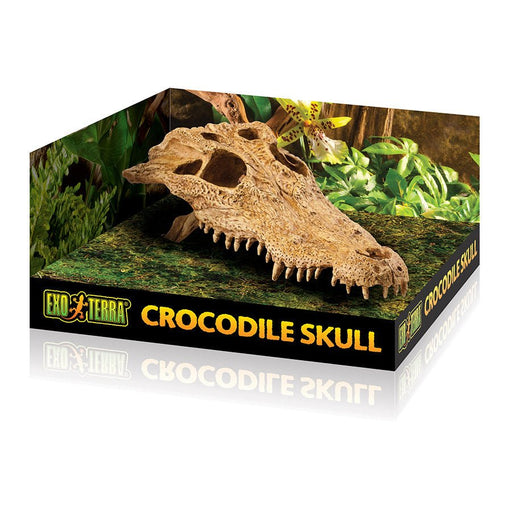 Exo Terra Crocodile Skull - Reptiles By Post
