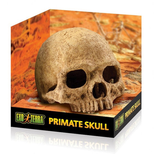 Exo Terra Primate Skull - Reptiles By Post