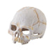 Exo Terra Primate Skull - Reptiles By Post