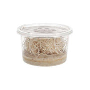 Golden Fruit Fly Culture (D.melanogaster) - Reptiles By Post