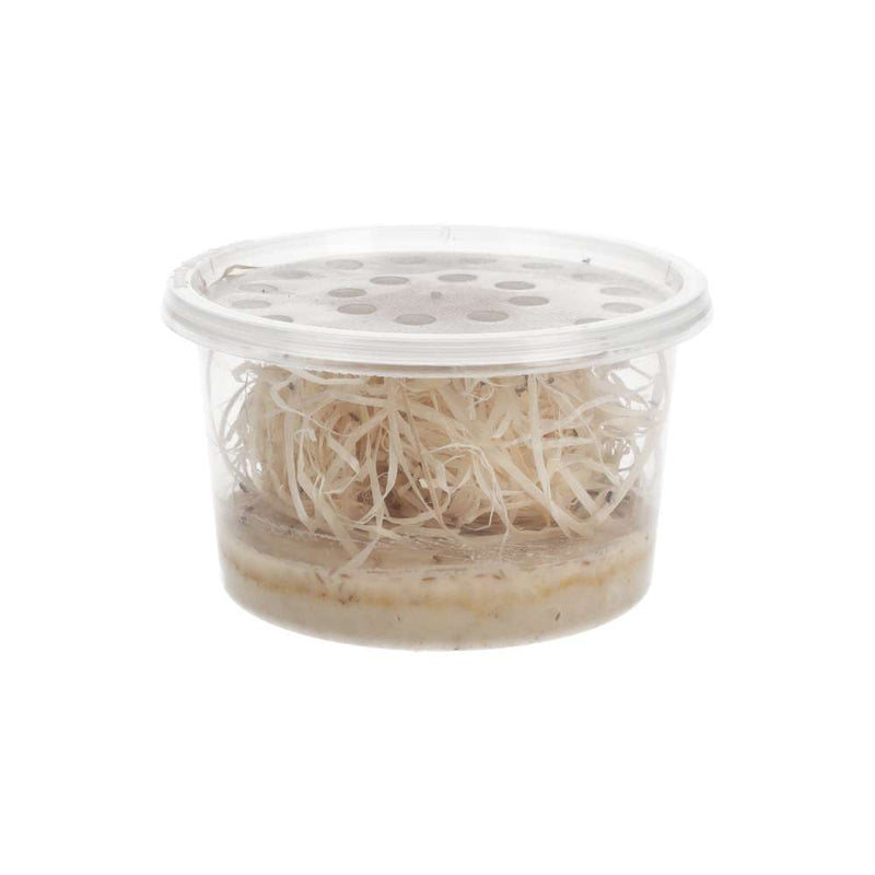 Golden Fruit Fly Culture (D.melanogaster) - Reptiles By Post