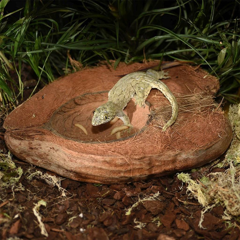 HabiStat Coco Bowl - Reptiles By Post