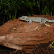 HabiStat Coco Bowl - Reptiles By Post