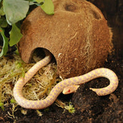 HabiStat Coconut Cave - Reptiles By Post