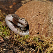 HabiStat Coconut Cave - Reptiles By Post