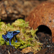 HabiStat Coconut Cave - Reptiles By Post