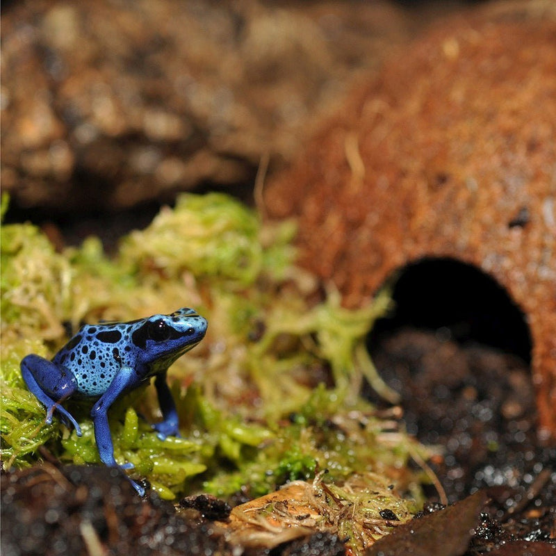 HabiStat Coconut Cave - Reptiles By Post