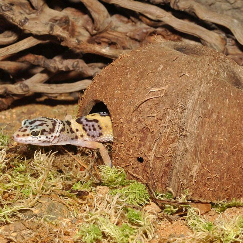 HabiStat Coconut Cave - Reptiles By Post