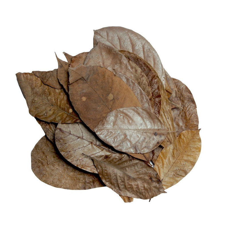 HabiStat Leaves - Reptiles By Post