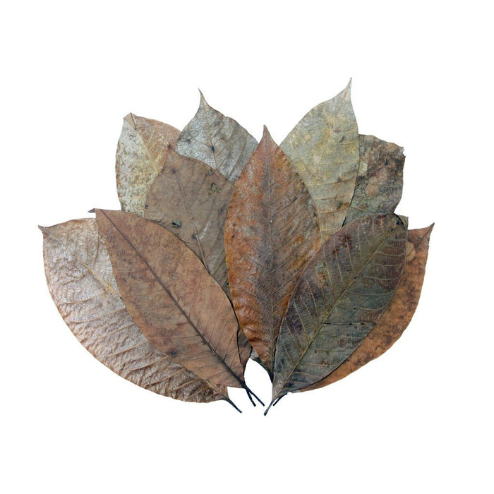 HabiStat Leaves - Reptiles By Post