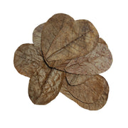 HabiStat Leaves, Catappa Leaves, 10 Pack - Reptiles By Post