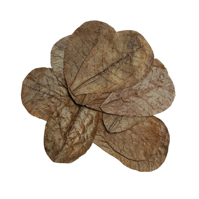 HabiStat Leaves, Catappa Leaves, 10 Pack - Reptiles By Post