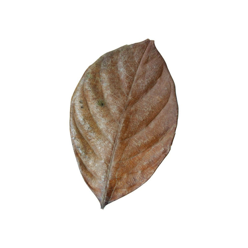 HabiStat Leaves, Jackfruit Leaves, 10 Pack - Reptiles By Post