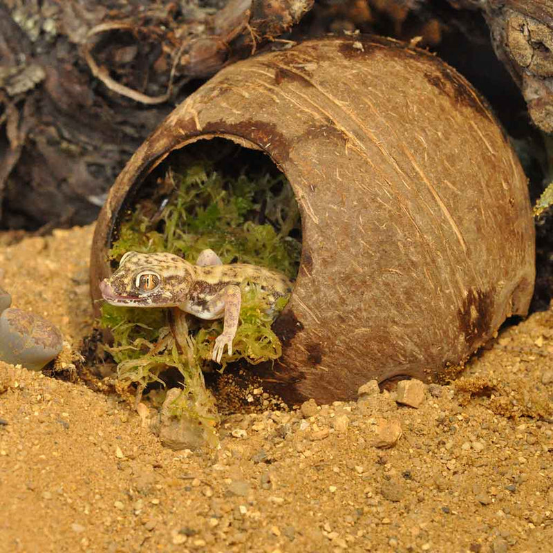 HabiStat Moss Hide - Reptiles By Post