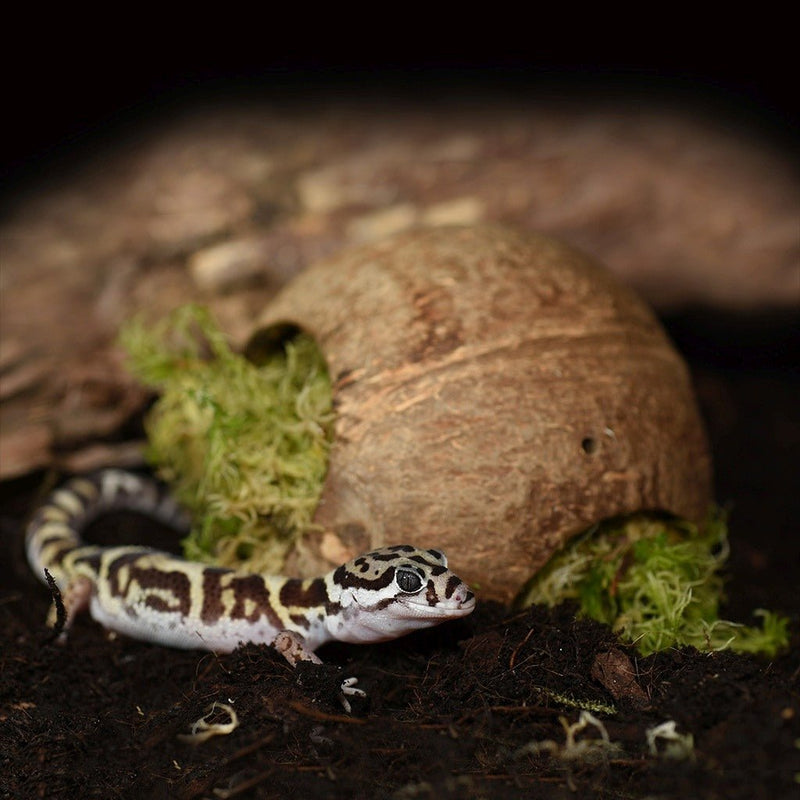 HabiStat Moss Hide - Reptiles By Post