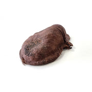 HabiStat Sculta Pod - Reptiles By Post