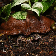 HabiStat Sculta Pod - Reptiles By Post