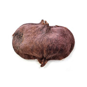 HabiStat Sculta Pod - Reptiles By Post