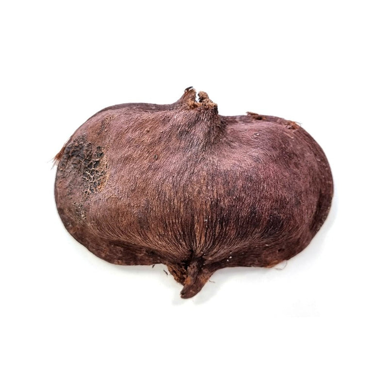 HabiStat Sculta Pod - Reptiles By Post