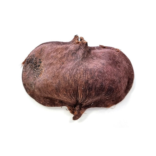 HabiStat Sculta Pod - Reptiles By Post