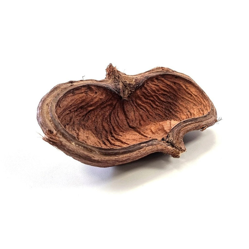 HabiStat Sculta Pod - Reptiles By Post