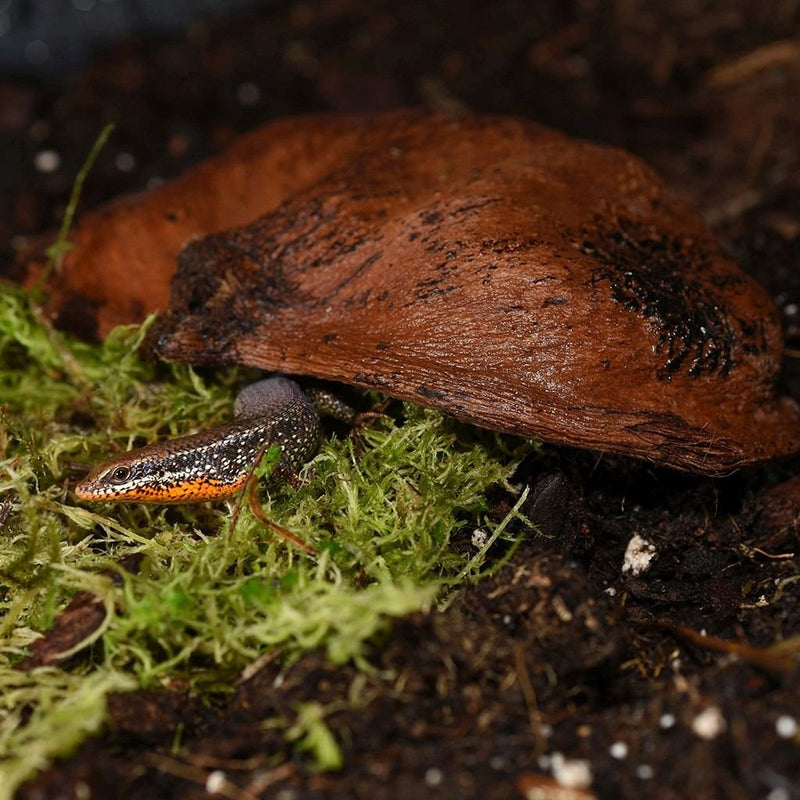 HabiStat Sculta Pod - Reptiles By Post