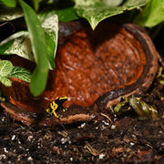 HabiStat Sculta Pod - Reptiles By Post