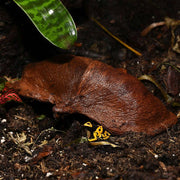 HabiStat Sculta Pod - Reptiles By Post