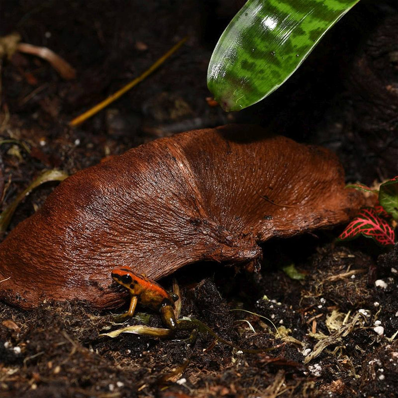 HabiStat Sculta Pod - Reptiles By Post