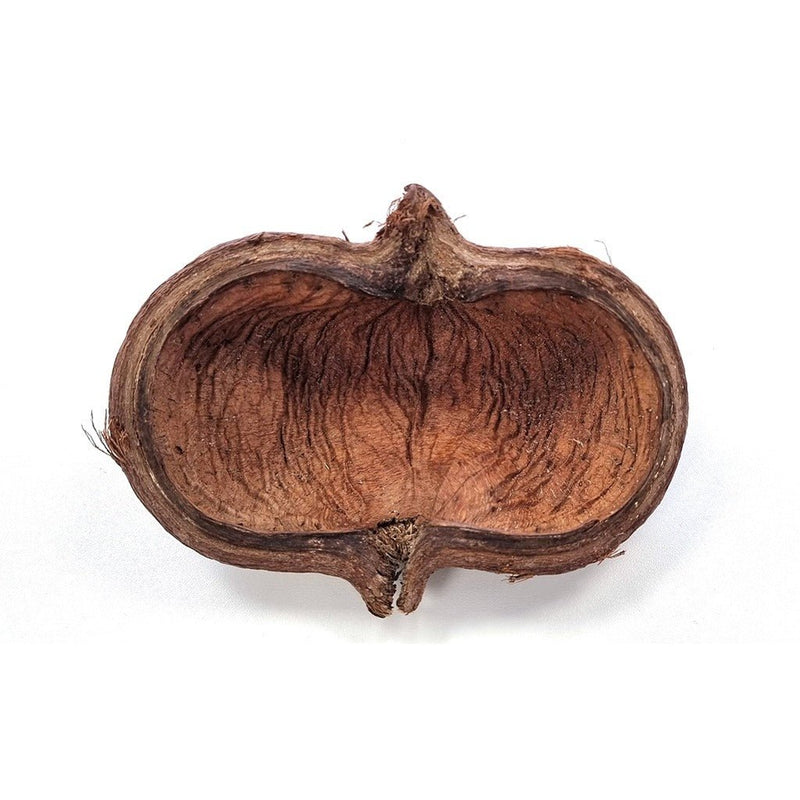 HabiStat Sculta Pod - Reptiles By Post