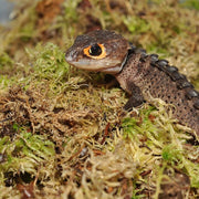 HabiStat Sphagnum Moss, 250g - Reptiles By Post