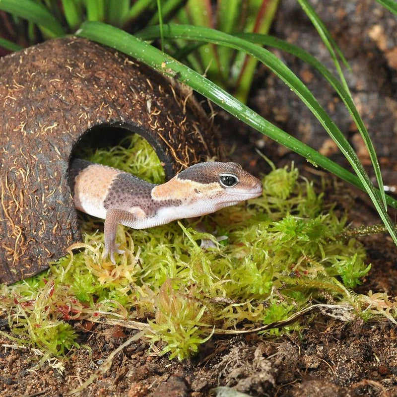 HabiStat Sphagnum Moss, 250g - Reptiles By Post