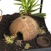 HabiStat Spider Starter Kit - Reptiles By Post