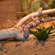 HabiStat Tea Tree Branch - Reptiles By Post