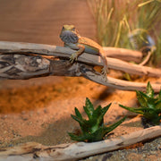 HabiStat Tea Tree Branch - Reptiles By Post