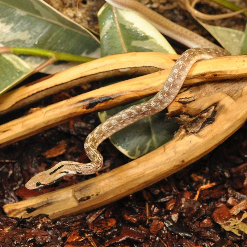 HabiStat Tea Tree Branch - Reptiles By Post