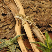 HabiStat Tea Tree Branch - Reptiles By Post