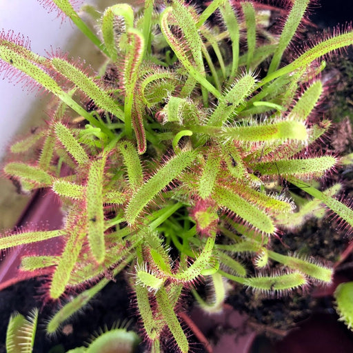 Live Carnivorous Plant Cape Sundew - Reptiles By Post