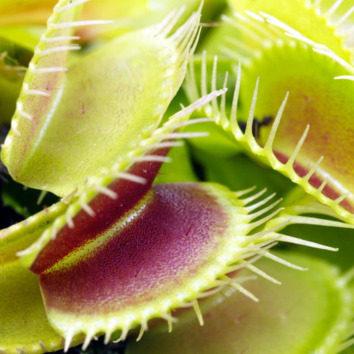 Live Carnivorous Plant Venus Fly Trap (Medium) - Reptiles By Post