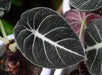 Live Plant Alocasia 'Black Velvet' (Large) - Reptiles By Post