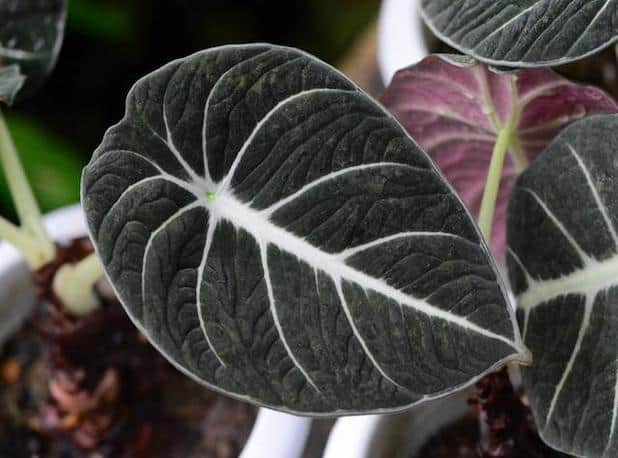 Live Plant Alocasia 'Black Velvet' (Large) - Reptiles By Post