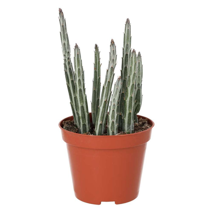 Live Plant Candle Succulent (Medium) - Reptiles By Post