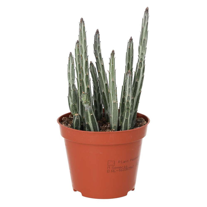 Live Plant Candle Succulent (Medium) - Reptiles By Post