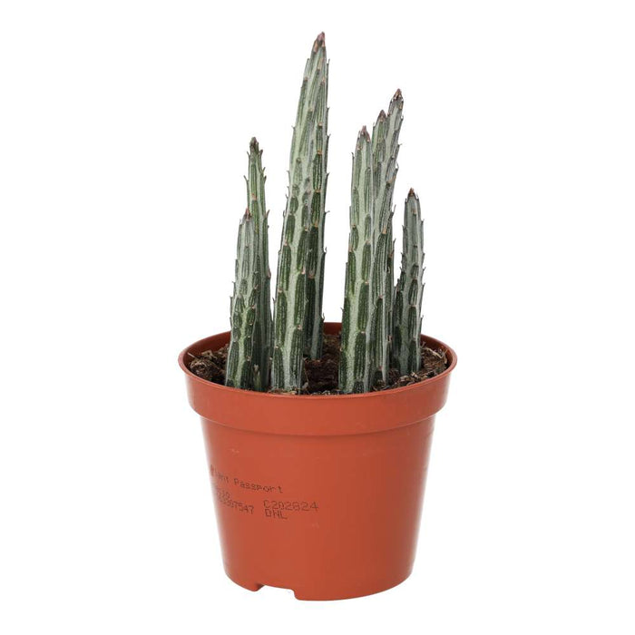 Live Plant Candle Succulent (Medium) - Reptiles By Post