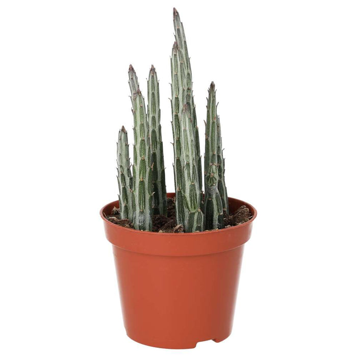 Live Plant Candle Succulent (Medium) - Reptiles By Post